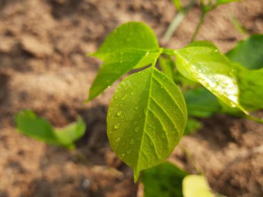 Millettia Pinnata sabah yola çıkıyor. Peafamily, Fabaceae, Avustralya ve Pasifik adalarında yetişen bir ağaç türüdür. Ayrıca Pongamia pinnata adı da vardır..