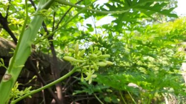 Papaya çiçeği patlıyor. Papaya çiçeği beyazdır. Tropikal meyve bitkisi. Papaya popüler bir meyvedir. Hem çiğ hem de pişmiş yenebilir. Papaya çiçeği ve tomurcuğu ağaçta . 