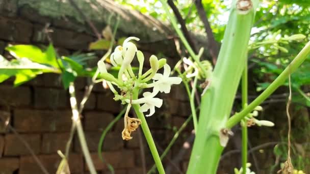 Flor Mamão Estão Crescendo Flor Mamão Branca Uma Fruteira Tropical — Vídeo de Stock