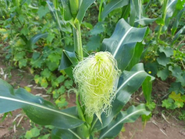 甜玉米在植物中 它是一种高糖含量的 供人类食用的迷迭香 它的另一个名字是Zea Maysconvar Saccharatavar Sugar Cornandpole Corn — 图库照片