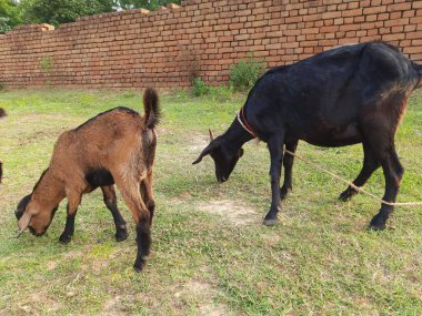 Siyah Bangal Keçisi. Evcil bir hayvan. 300 'den fazla keçi türü var. Capra aegagrus hircus. Et için yetiştirilir. Birçok renkte bulunur..