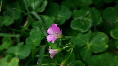 Wood Sorrel çiçekleri. Oxalis Articulata 'nın pembe çiçekleri. Bu bir aperatif bitki türü. Diğerlerinin adları Pembe-Kız, Pembe Ahşap Kız, Pencere Kutusu Ağacı, Chari Amilo, Çimen, Netho, Sag.