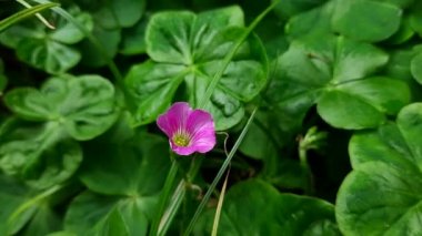 Wood Sorrel çiçekleri. Oxalis Articulata 'nın pembe çiçekleri. Bu bir aperatif bitki türü. Diğerlerinin adları Pembe-Kız, Pembe Ahşap Kız, Pencere Kutusu Ağacı, Chari Amilo, Çimen, Netho, Sag.