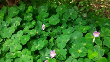 Wood Sorrel çiçekleri. Oxalis Articulata 'nın pembe çiçekleri. Bu bir aperatif bitki türü. Diğerlerinin adları Pembe-Kız, Pembe Ahşap Kız, Pencere Kutusu Ağacı, Chari Amilo, Çimen, Netho, Sag.