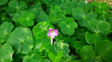 Wood Sorrel çiçekleri. Oxalis Articulata 'nın pembe çiçekleri. Bu bir aperatif bitki türü. Diğerlerinin adları Pembe-Kız, Pembe Ahşap Kız, Pencere Kutusu Ağacı, Chari Amilo, Çimen, Netho, Sag.