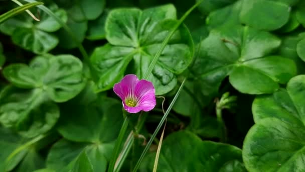 Fiori Acetosa Legno Fiori Rosa Oxalis Articulata Tratta Una Specie — Video Stock