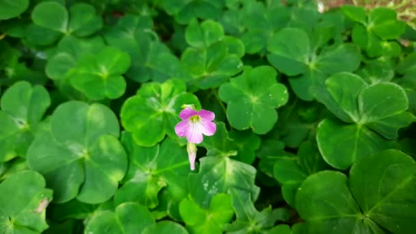 Fleurs Oseille Bois Fleurs Roses Oxalis Articulata Est Une Espèce — Video