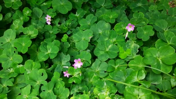 Wood Sorrel Çiçekleri Oxalis Articulata Nın Pembe Çiçekleri Bir Aperatif — Stok video