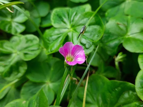 木のソレルの花 オキサリスのピンク色の花を咲かせます 多年草の植物種です 別名ピンクソレル ピンクウッドソレル ウィンドウボックスウッドソレル チャリアミーロ ソーグラス ネトー — ストック写真