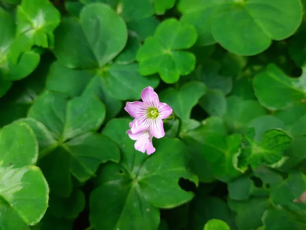 Drewniane Kwiaty Sorrel Różowe Kwiaty Oxalis Articulata Jest Gatunek Roślin — Zdjęcie stockowe