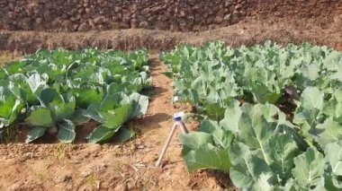 Karnabahar, Brezilya 'nın Brassica familyasındaki çeşitli sebzelerden biridir. Diğer isimleri Brassica oleracea, brokoli, Brüksel lahanası, lahana, Cole.