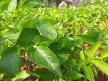Sebze bahçesinde patates. Solanum tüberozum bitkisinin nişastası. Genç patates bitkisinin yeşil sağlıklı yaprakları. Epitotatois Amerika 'nın bitki örtüsüdür..