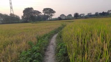 Altın çeltik tarlası Sunset saatinde. Paddy, Organik Tarım, Tarladaki Pirinç Kulakları. Çeltik tarlası kavramında tahıl. Kırsalda altın çeltik tarlası olan bir tarım arazisi. Hindistan 'da pirinç tarlası. 