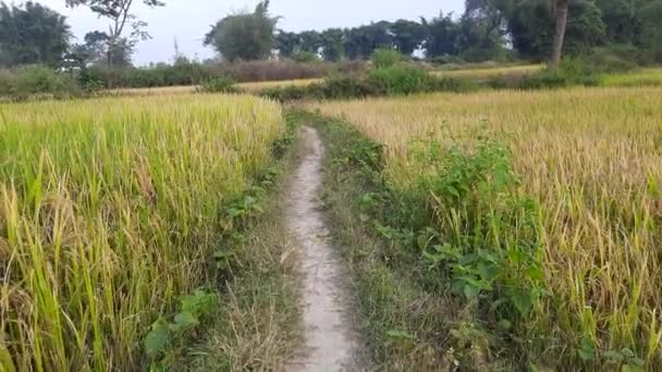 Lapangan Golden Paddy Saat Matahari Terbenam Paddy Organic Agriculture Ears — Stok Video