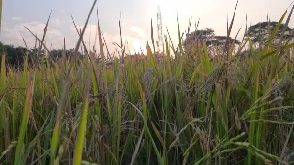 サンセット時のゴールデン パディー フィールド 水田内の水田 有機農業 米の耳 水田概念における穀物です 田舎に黄金の水田がある農地 インドの水田 — ストック動画