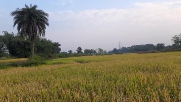 Lapangan Golden Paddy Saat Matahari Terbenam Paddy Organic Agriculture Ears — Stok Video