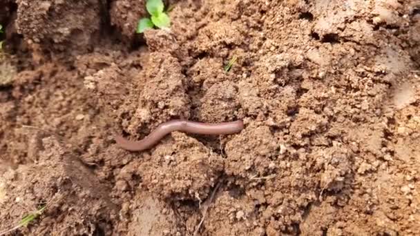 Vers Terre Sur Sol Aearthwormis Invertébré Terrestre Qui Appartient Phylumannelida — Video