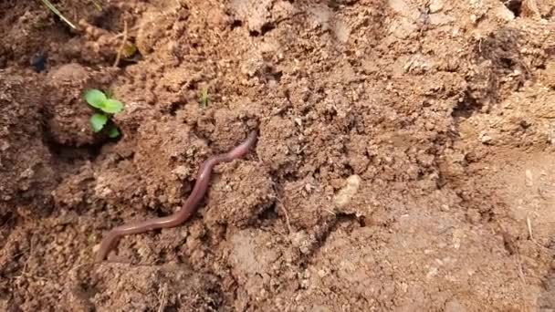 Žížala Zemi Aearthworm Suchozemský Bezobratlý Který Patří Fylumannelidě Nalezneme Celém — Stock video