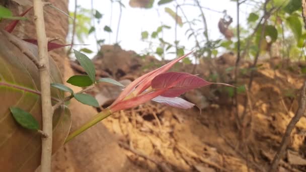 Red Leaves Ficus Religiosa Also Known Thebodhi Tree Pippala Tree — Videoclip de stoc