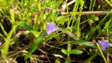 Koshpulpi bitkisi çiçeği. Bu bir ilaç fabrikası. Ayurvedic ilaç olarak kullanılır. Bir yerlerde yeşillik olarak da yenir. Diğer isimleri Kana ve Kachan..