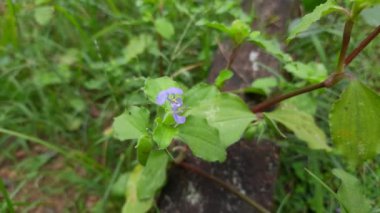 Koshpulpi bitkisi çiçeği. Bu bir ilaç fabrikası. Ayurvedic ilaç olarak kullanılır. Bir yerlerde yeşillik olarak da yenir. Diğer isimleri Kana ve Kachan..