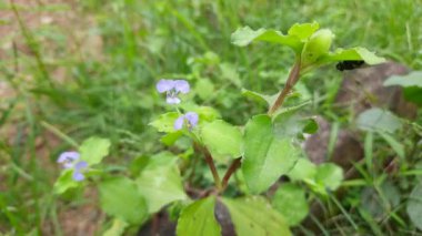 Koshpulpi bitkisi çiçeği. Bu bir ilaç fabrikası. Ayurvedic ilaç olarak kullanılır. Bir yerlerde yeşillik olarak da yenir. Diğer isimleri Kana ve Kachan..
