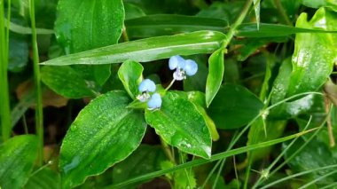 Koshpulpi bitkisi çiçeği. Bu bir ilaç fabrikası. Ayurvedic ilaç olarak kullanılır. Bir yerlerde yeşillik olarak da yenir. Diğer isimleri Kana ve Kachan..