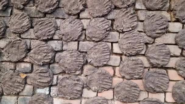 Cow Dung Cakes Oder Gobar Upla Werden Indischen Dörfern Als — Stockvideo