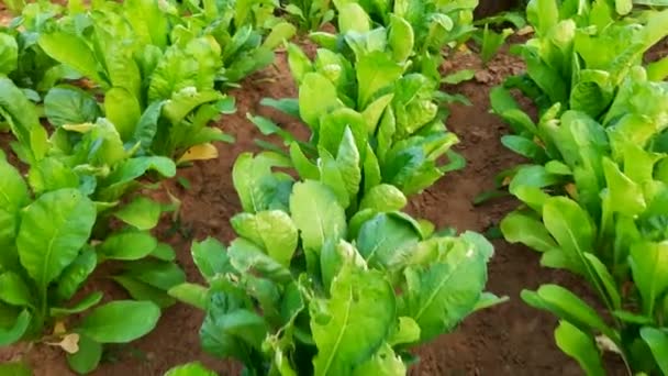 Radish Vegetable Garden Anedibleroot Vegetableof Familybrassicaceae Its Others Name Raphanus — 비디오