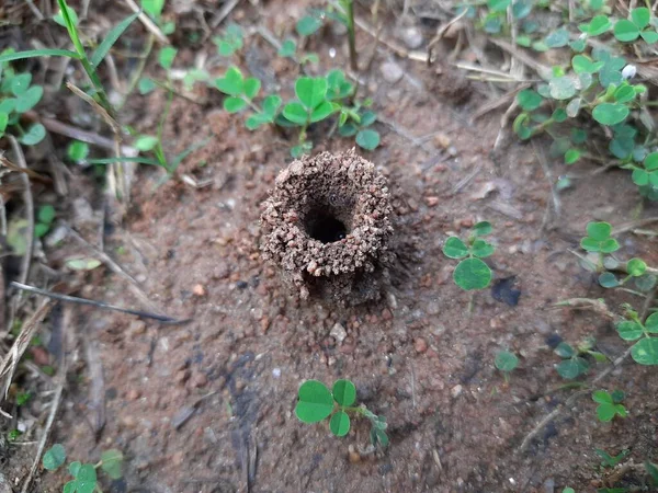 アリは彼らの家を作っていて 内側から土を掘ることはそれを持っています アリの巣を作るためにアリのコロニーが協力して畑の奥深くに巣を作る — ストック写真