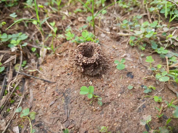 アリは彼らの家を作っていて 内側から土を掘ることはそれを持っています アリの巣を作るためにアリのコロニーが協力して畑の奥深くに巣を作る — ストック写真