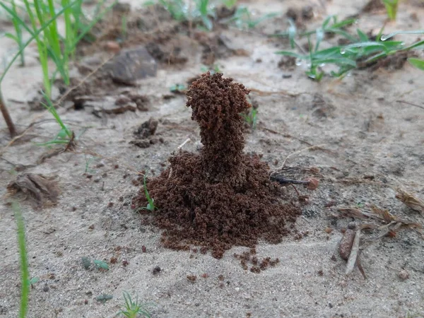 Hangyák Otthont Teremtenek Föld Belülről Való Kiásása Kihozza Anthill Ants — Stock Fotó