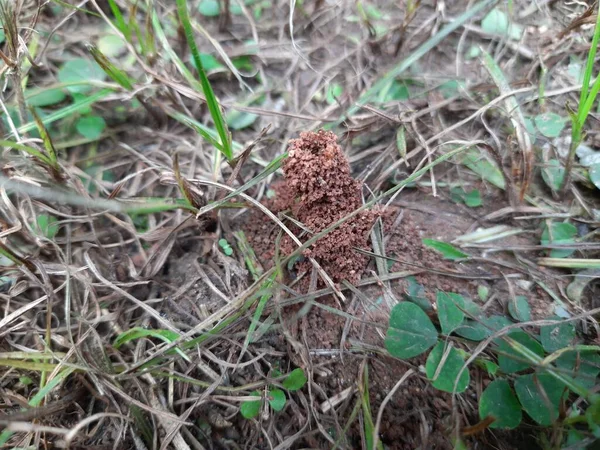 Μυρμήγκια Φτιάχνουν Σπίτι Τους Και Σκάβοντας Χώμα Από Μέσα Βγάζει — Φωτογραφία Αρχείου