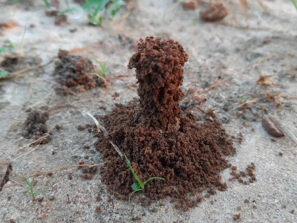 Hangyák Otthont Teremtenek Föld Belülről Való Kiásása Kihozza Anthill Ants — Stock Fotó