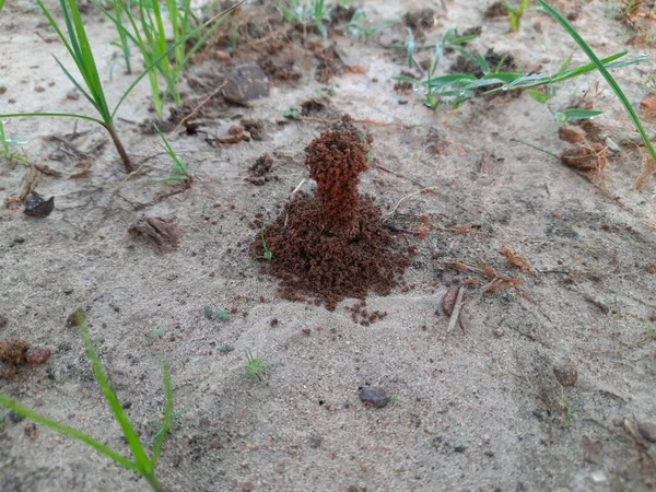 Μυρμήγκια Φτιάχνουν Σπίτι Τους Και Σκάβοντας Χώμα Από Μέσα Βγάζει — Φωτογραφία Αρχείου