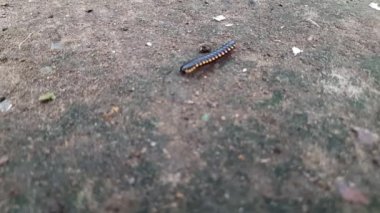 A millipede in the ground. Millipedesare a  arthropodsthat are characterised by having two pairs of jointedlegson most body segments. Mating millipede walking in the rainy season.