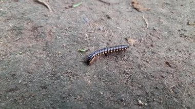 A millipede in the ground. Millipedesare a  arthropodsthat are characterised by having two pairs of jointedlegson most body segments. Mating millipede walking in the rainy season.