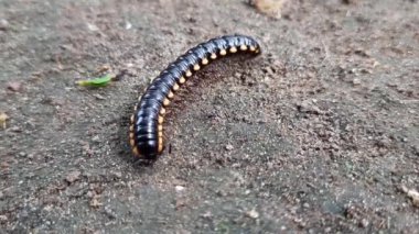 A millipede in the ground. Millipedesare a  arthropodsthat are characterised by having two pairs of jointedlegson most body segments. Mating millipede walking in the rainy season.