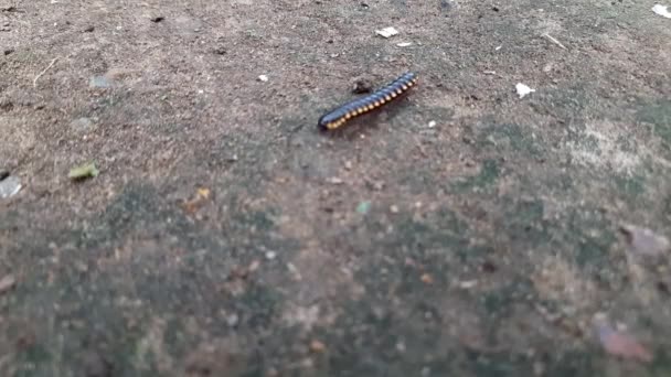 Millipede Ground Millipedesare Arthropodsthat Characterised Having Two Pairs Jointedlegson Most — Stockvideo