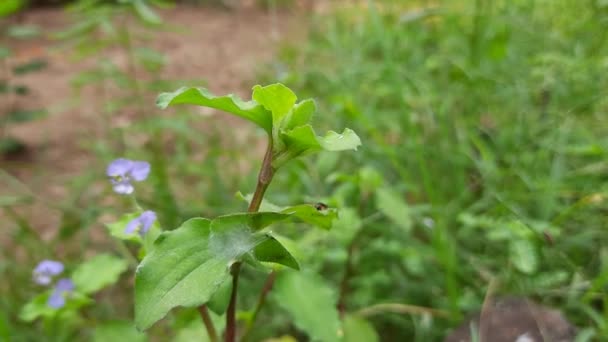 Planta Koshpushpi Una Planta Medicinal Utiliza Como Medicina Ayurvédica Algún — Vídeo de stock