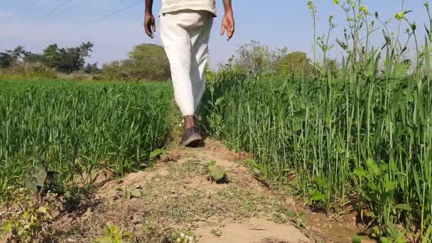 Farmer Walking His Wheat Field Farmer Inspecting His Field Green — Video Stock