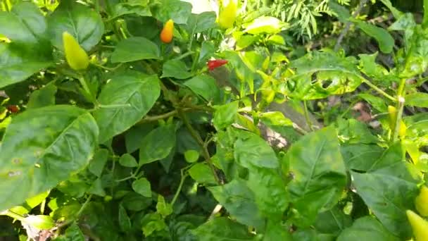 Chilli Plant Fruits Flower Also Has Another Name Chili Pepperalsochile — Vídeo de Stock