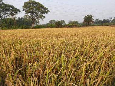 Altın çeltik tarlası güneş doğarken. Paddy, Organik Tarım, Tarladaki Pirinç Kulakları. Çeltik tarlası kavramında tahıl. Kırsalda altın çeltik tarlası olan bir tarım arazisi. Hindistan 'da pirinç tarlası. 