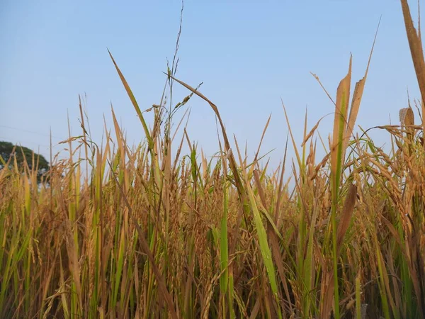 Pole Golden Paddy Wschodzie Słońca Paddy Rolnictwo Ekologiczne Uszy Ryżu — Zdjęcie stockowe