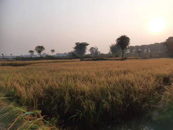 Золотой Пэдди Поле Восходе Солнца Пэдди Органическое Сельское Хозяйство Рисовые — стоковое фото
