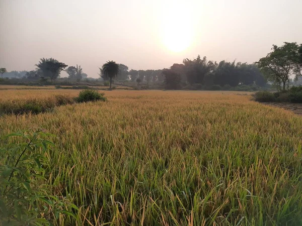 Câmpul Golden Paddy Răsăritul Soarelui Paddy Agricultura Ecologică Urechile Orez — Fotografie, imagine de stoc