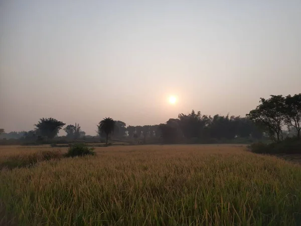 Golden Paddy Field Bei Sonnenaufgang Paddy Ökologischer Landbau Ähren Von — Stockfoto