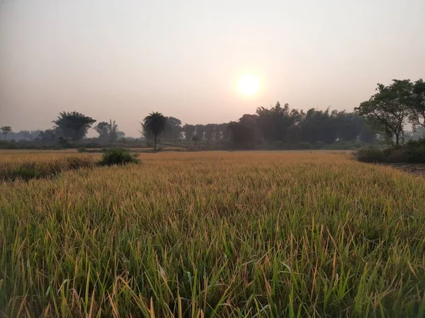 Câmpul Golden Paddy Răsăritul Soarelui Paddy Agricultura Ecologică Urechile Orez — Fotografie, imagine de stoc