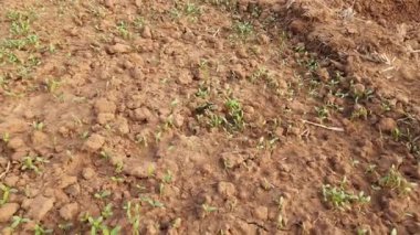 Fenugreek plant in vegetable garden. Fresh Green Fenugreek Leaves.  It is a most popular Greens and vegetable. Leafy vegetables.