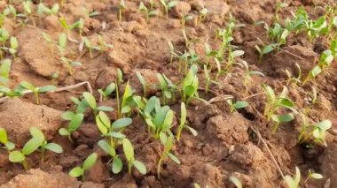 Fenugreek plant in vegetable garden. Fresh Green Fenugreek Leaves.  It is a most popular Greens and vegetable. Leafy vegetables.